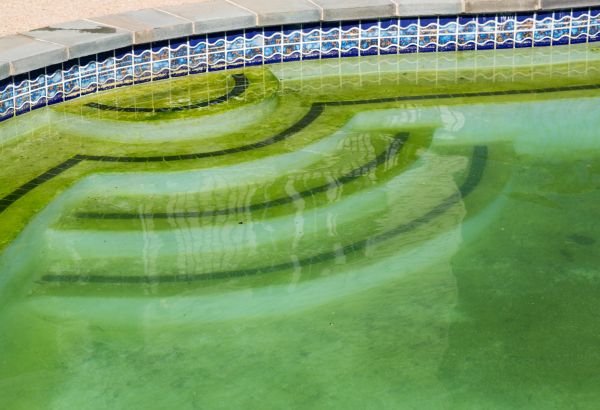 Pool Deck Algae Removal in Brandon